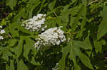 Oakleaf hydrangea